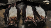 netopýr animals-4626791 1280